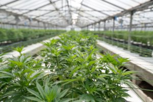 SanityGroup-Blog-Genusscannabis_Produktionsmodelle